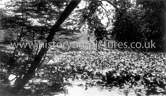 Water Lilies, Highams Park Lake, Chingford, London. c.1920's.